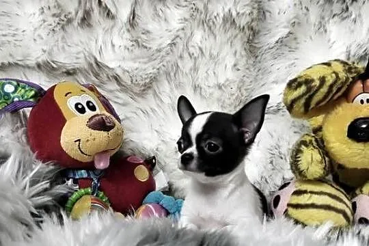 *** Prześliczny Chłopczyk Chihuahua ***, Wielkopolskie, Ciszkowo