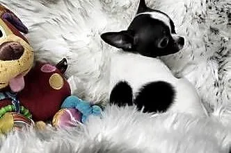 *** Prześliczny Chłopczyk Chihuahua ***, Wielkopolskie, Ciszkowo