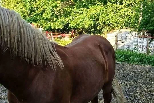 Sprzedam bądź zamienię, Mazowieckie, Wólka Miedzyńska