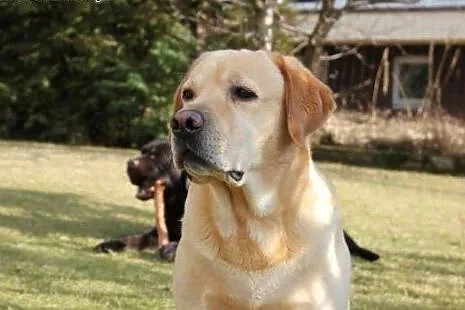 Labrador reproduktor Złoty Labrador Retriever kryc
