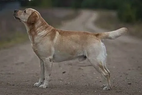 Labrador reproduktor Złoty Labrador Retriever kryc