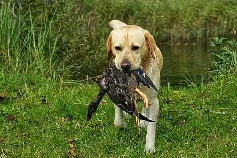 Labrador reproduktor Złoty Labrador Retriever kryc