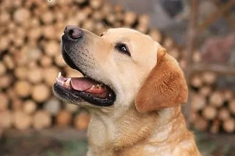 Labrador reproduktor Złoty Labrador Retriever kryc