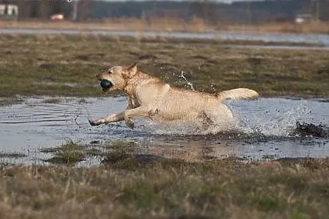 Labrador reproduktor Złoty Labrador Retriever kryc