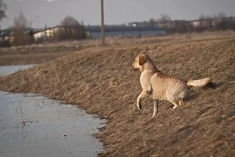 Labrador reproduktor Złoty Labrador Retriever kryc