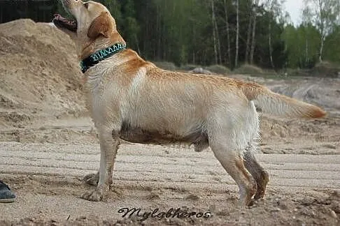 Labrador reproduktor Złoty Labrador Retriever kryc