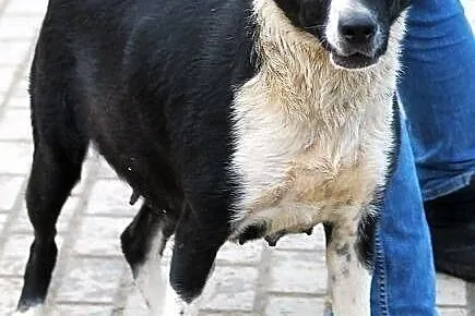 Aisza