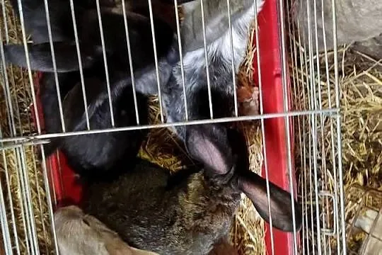 Mieszańce Belgijskie mięsne, Mazowieckie, Jasieniec