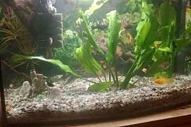 Sprzedam Akwarium 60l wraz z rybkami oraz calym wyposazeniem