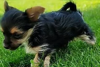 Morky, Świętokrzyskie, Staszów