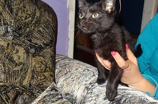 3 miesięczny kotek, grzeczny, zdrowy maluch adopcj