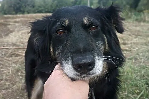 Kalinka piękna, młoda, łagodna sunia.,  wielkopols