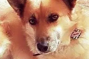 ZOBACZ ! Jak Australijski DINGO ! Oryginalny Cudow