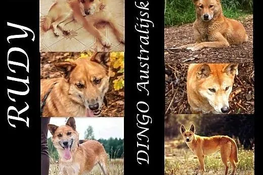 ZOBACZ ! Jak Australijski DINGO ! Oryginalny Cudow