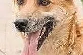 ZOBACZ ! Jak Australijski DINGO ! Oryginalny Cudow