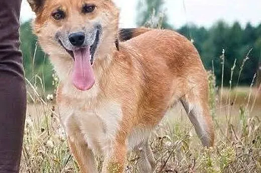 ZOBACZ ! Jak Australijski DINGO ! Oryginalny Cudow