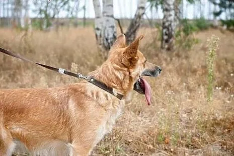 ZOBACZ ! Jak Australijski DINGO ! Oryginalny Cudow