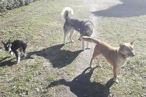 ZOBACZ ! Jak Australijski DINGO ! Oryginalny Cudow