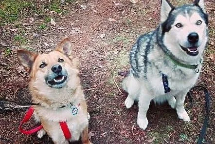 ZOBACZ ! Jak Australijski DINGO ! Oryginalny Cudow