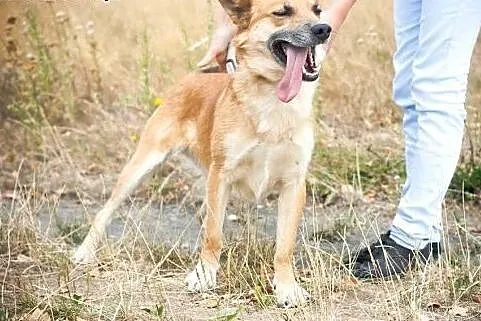 ZOBACZ ! Jak Australijski DINGO ! Oryginalny Cudow