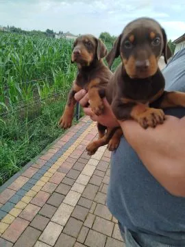 Sprzedam doberman brązowa suczka urodzona w czerwcu, , Mirkowice