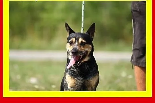 13kg,1.5roku,przytulaśny,czujny,wierny towarzysz,p