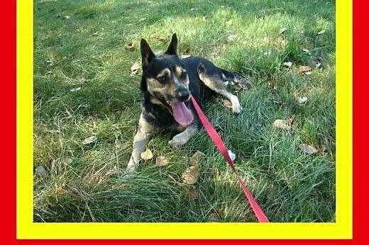 13kg,1.5roku,przytulaśny,czujny,wierny towarzysz,p