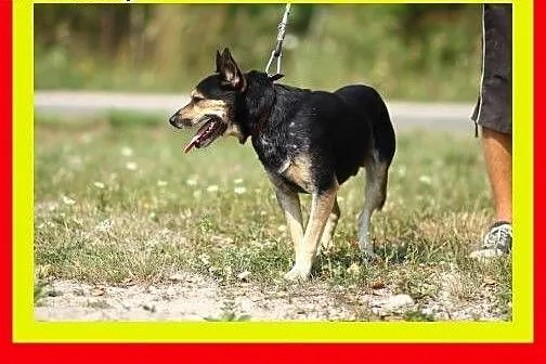 13kg,1.5roku,przytulaśny,czujny,wierny towarzysz,p