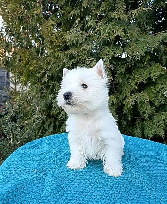 Wzorcowa suczka mega gęsty włos West Westie piękny exterrier, Opolskie, Krapkowice