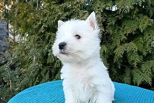 Wzorcowa suczka mega gęsty włos West Westie piękny exterrier, Opolskie, Krapkowice