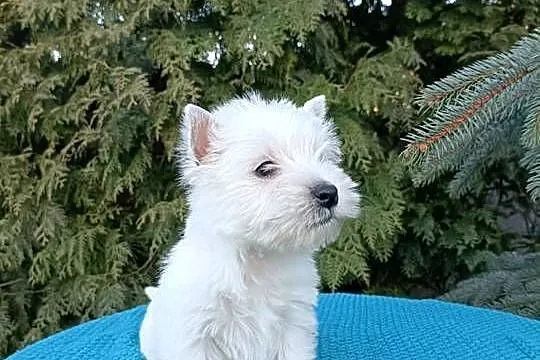 Wzorcowa suczka mega gęsty włos West Westie piękny exterrier, Opolskie, Krapkowice