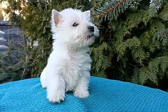 Wzorcowa suczka mega gęsty włos West Westie piękny exterrier, Opolskie, Krapkowice