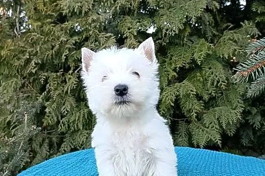 Wzorcowa suczka mega gęsty włos West Westie piękny exterrier, Opolskie, Krapkowice