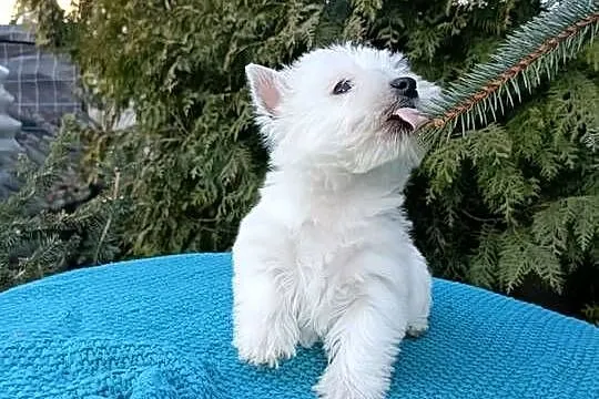 Wzorcowa suczka mega gęsty włos West Westie piękny exterrier, Opolskie, Krapkowice