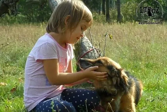 Hades niewielki towarzyski psiak ADOPCJA ŁTOnZ