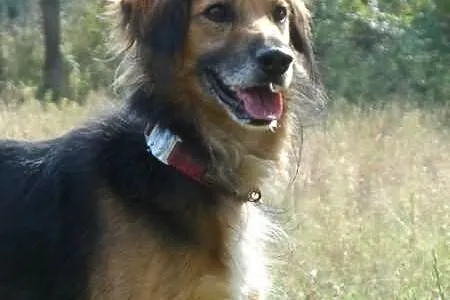 Hades niewielki towarzyski psiak ADOPCJA ŁTOnZ