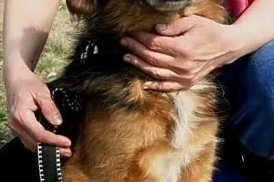 Hades niewielki towarzyski psiak ADOPCJA ŁTOnZ