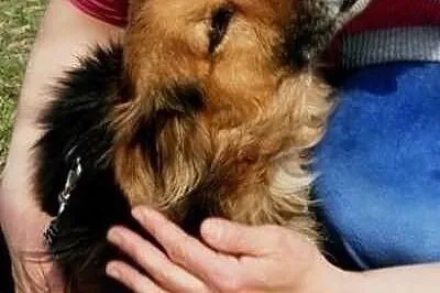 Hades niewielki towarzyski psiak ADOPCJA ŁTOnZ