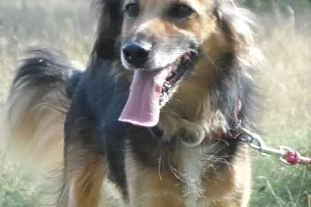 Hades niewielki towarzyski psiak ADOPCJA ŁTOnZ