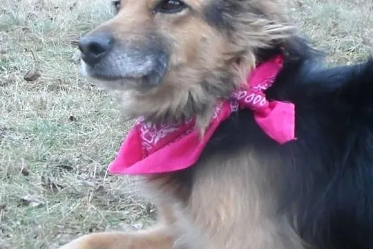 Hades niewielki towarzyski psiak ADOPCJA ŁTOnZ