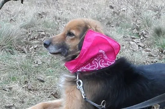 Hades niewielki towarzyski psiak ADOPCJA ŁTOnZ