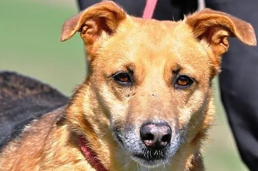 Erika kochana suczka mix owczarek ADOPCJA,  małopolskie Kraków