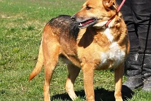Erika kochana suczka mix owczarek ADOPCJA,  małopo