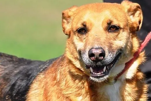 Erika kochana suczka mix owczarek ADOPCJA,  małopo