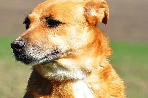 Erika kochana suczka mix owczarek ADOPCJA,  małopo
