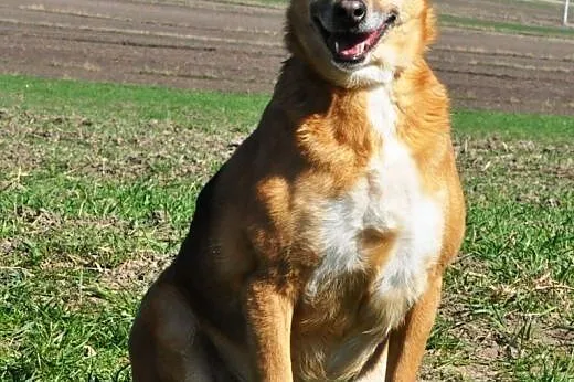Erika kochana suczka mix owczarek ADOPCJA,  małopo