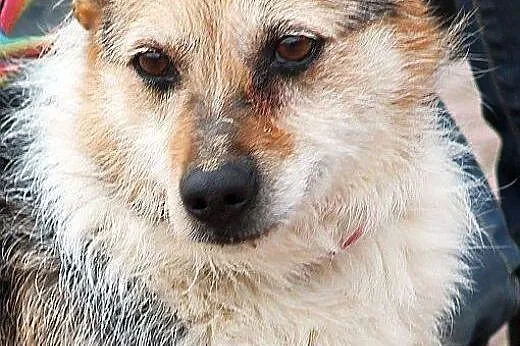 HAPS mały, kochany, dobry piesek czeka w schronisk