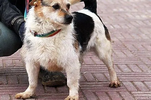 HAPS mały, kochany, dobry piesek czeka w schronisk