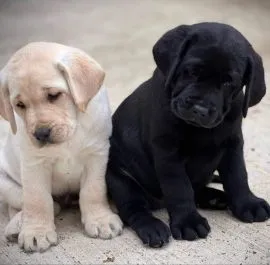 szczenięta labrador do adopcji szczenięta płci męskiej i żeńskiej