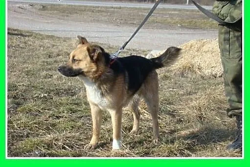 14 kg,przyjazny,łagodny,towarzyski,wesoły piesek E